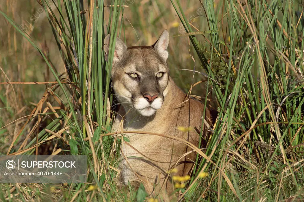 Florida panther / Puma Felis concolor} captive Florida, USA. 