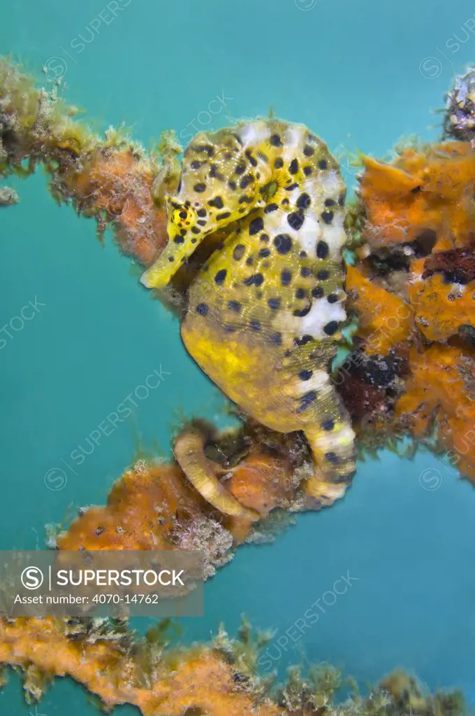 A Large / Pot Bellied Seahorse (Hippocampus abdominalis) uses its prehensile tail to grip onto some ropes covered with orange sponges. Manly, Sydney, New South Wales, Australia, November.