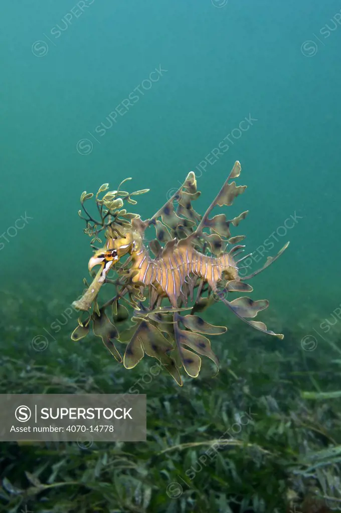 A Leafy Seadragon (Phycodurus eques) swims over seagrass. Wool Bay Jetty, Edithburgh, Yorke Peninsular, South Australia, November.