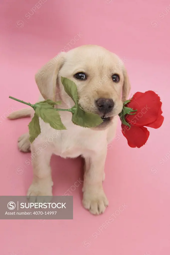 Yellow Labrador Retriever bitch puppy, 10 weeks, holding a red rose and looking up.