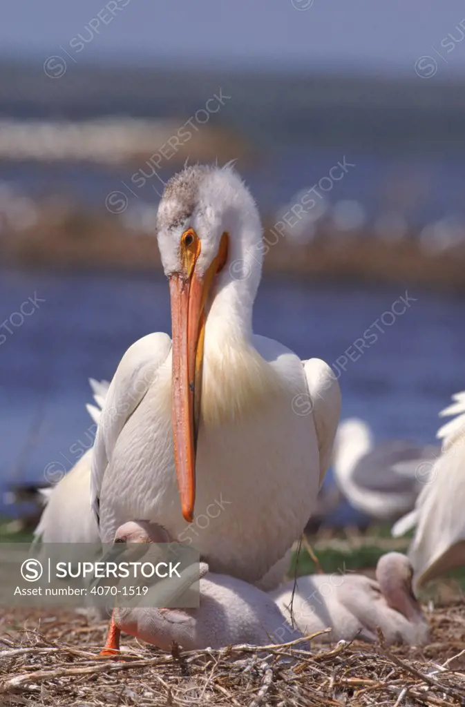 American white pelican & chicks at nest colony Bowdoin Montana National Wildlife Refuge, USA