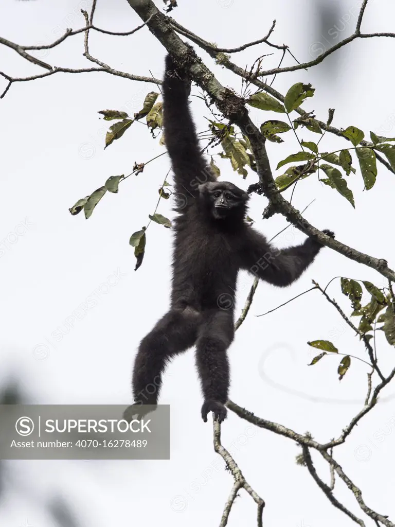 Skywalker hoolock gibbon, (Hoolock tianxing) young male, Xiangbai mountains, Yunnan, China.