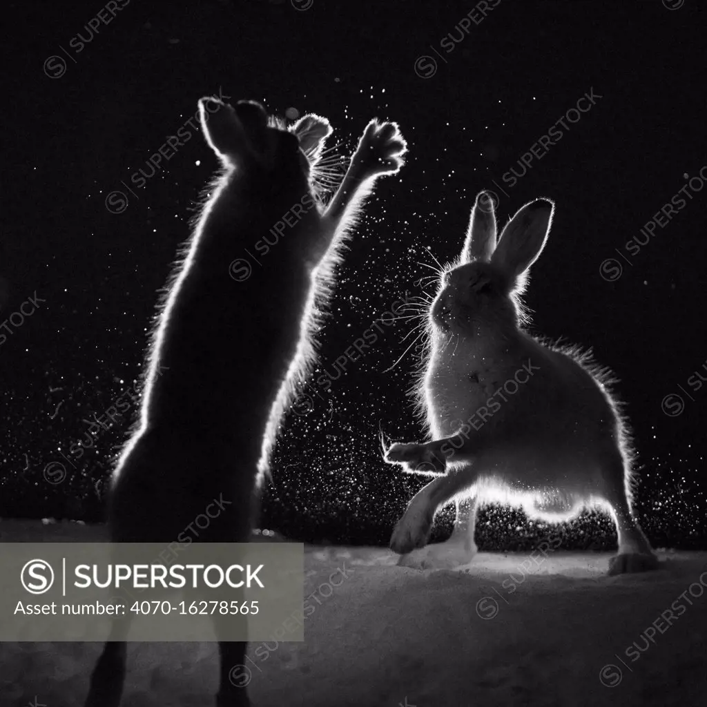 Mountain hares (Lepus timidus) backlit, fighting at night, Norway. April.