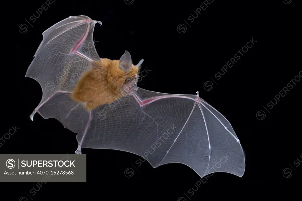 Lander's horseshoe bat (Rhinolophus landeri) in flight, Gorongosa National Park, Sofala, Mozambique. Controlled conditions