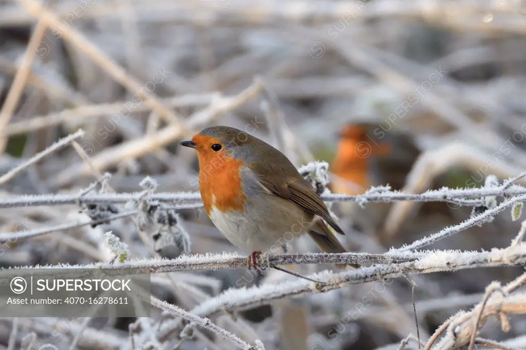 Two European robins (Erithacus rubecula) perched among hoar frosted vegetation on a cold winter morning, Gloucestershire, UK, December.