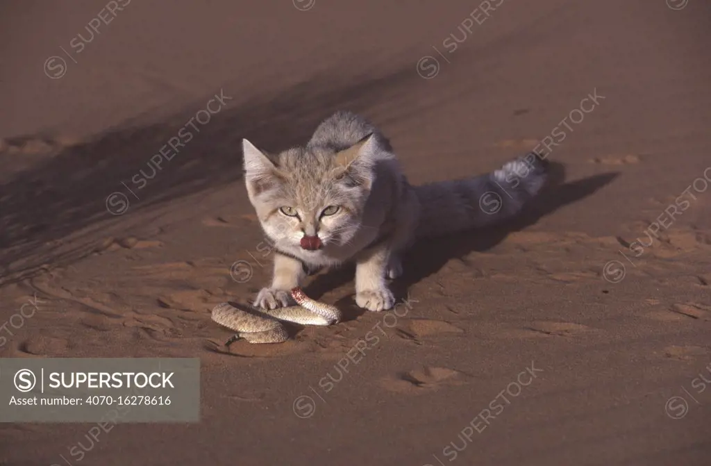 Sand cat (Felis margarita) eating a Common viper (Cerastes vipera) Tenere, Sahara, Niger