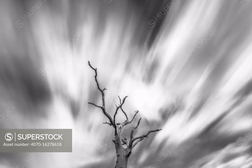 Black and white image of English oak tree (Quercus robur) with long exposure of wind blown clouds, Monmouthshire, Wales, UK,  September 2017.  