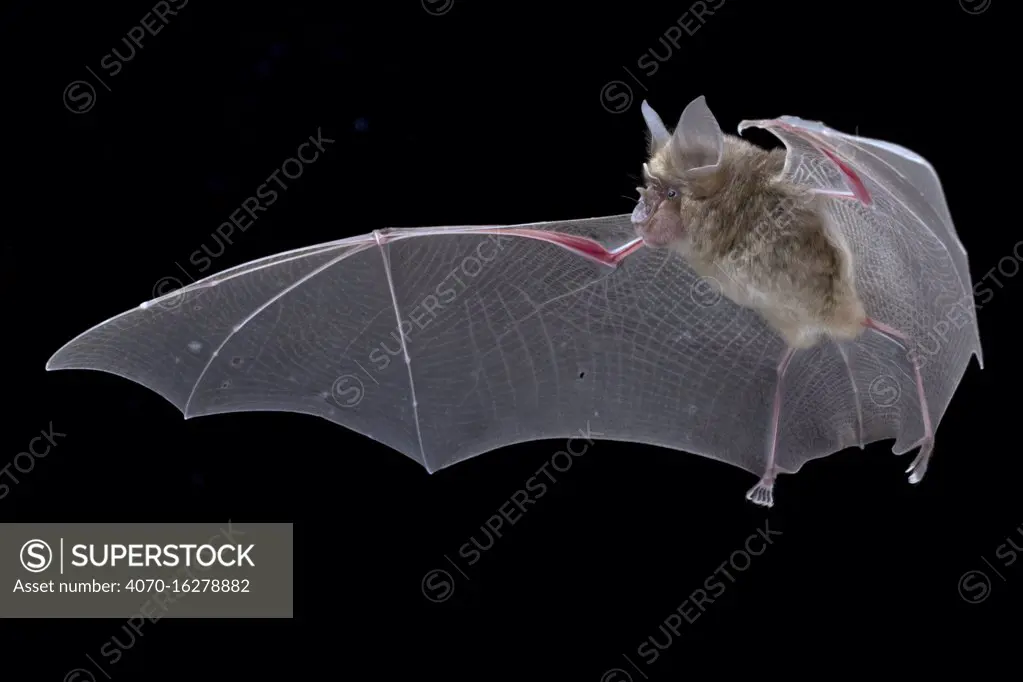 Horseshoe bat (Rhinolophus lobatus) in flight, Gorongosa National Park, Mozambique