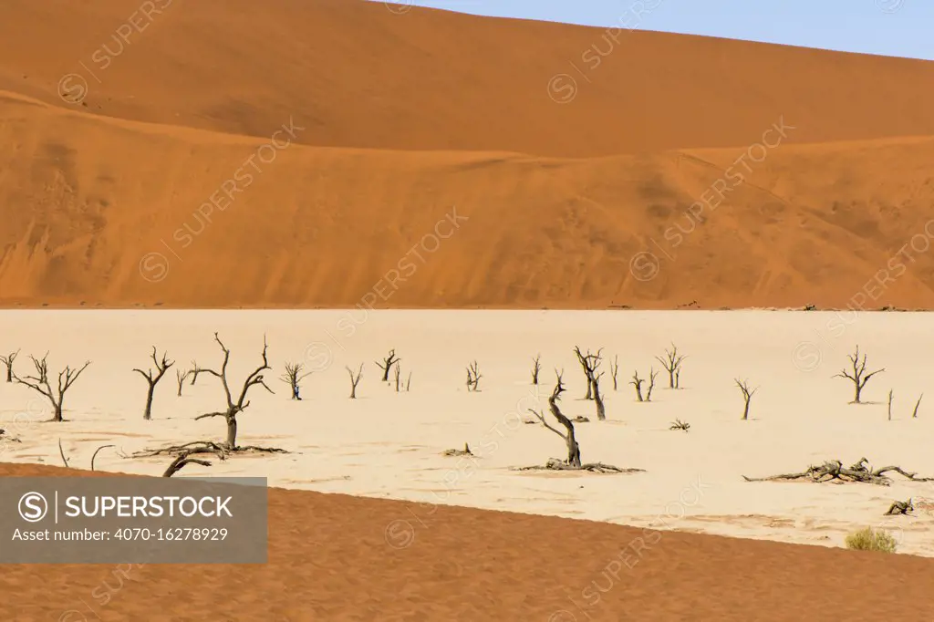 Dead Camelthorn trees (Vachellia erioloba)  on sand, Deadvlei, Sossusvlei, Naukluft National Park, Namib Desert, Namibia, June. 