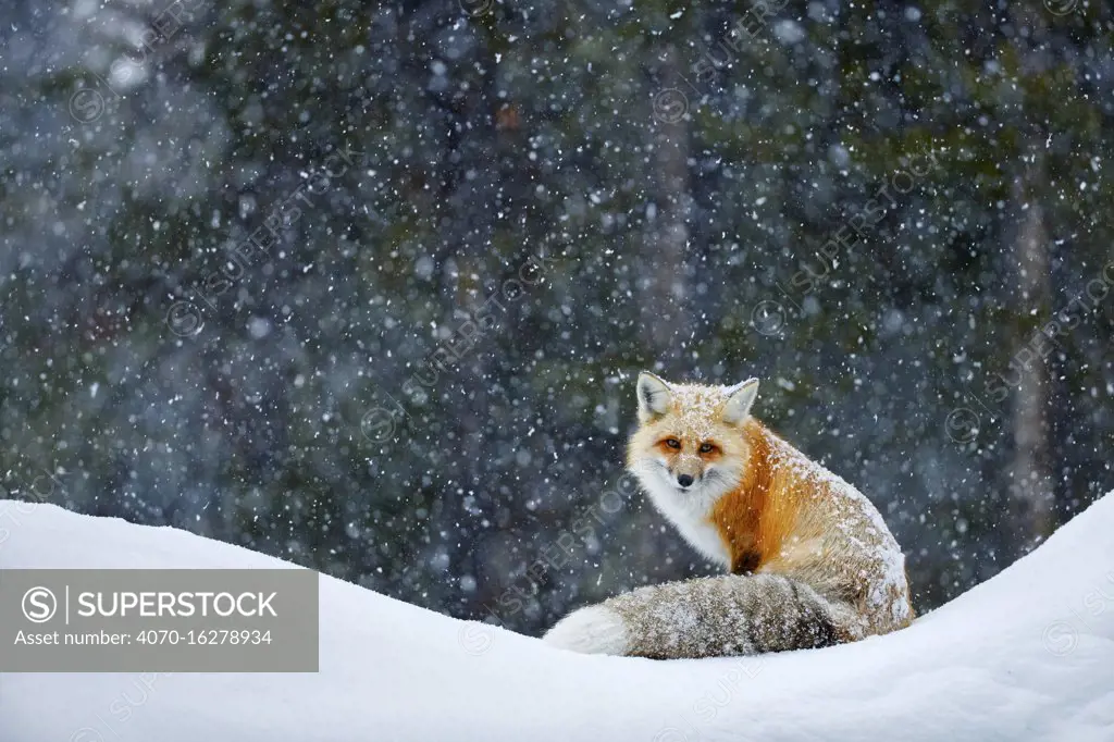 Red fox (Vulpes vulpes) in snowfall, Grand Teton National Park, Wyoming, USA, February. 