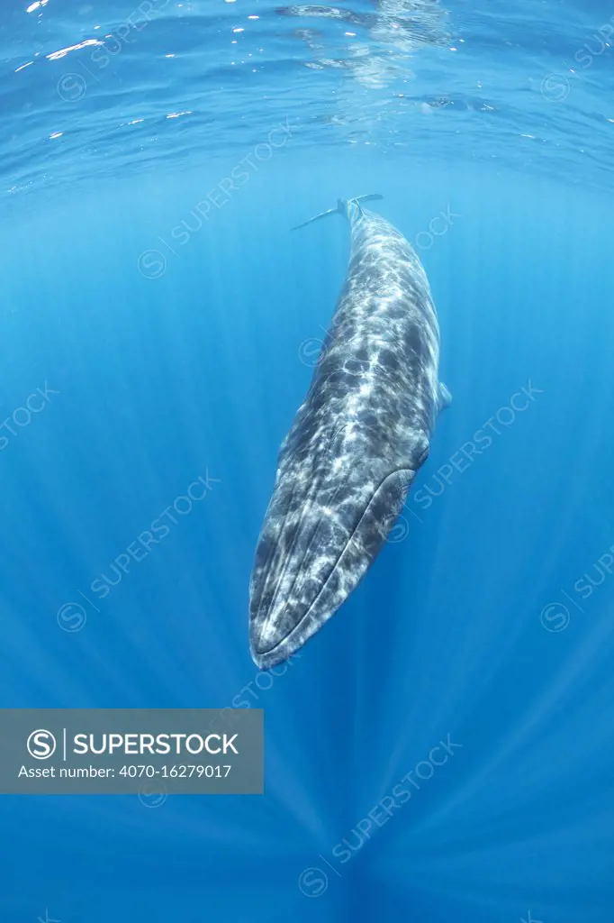 Bryde's whale (Balaenoptera edeni)  Trincomalee, Eastern Province, Sri Lanka, Bay of Bengal, Indian Ocean