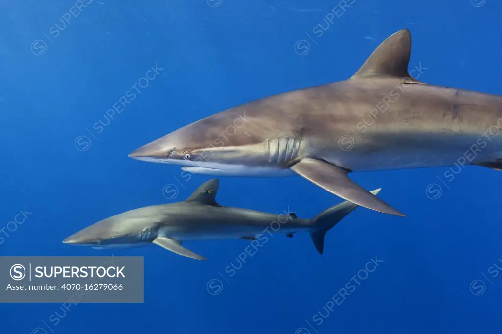 Silky shark (Carcharhinus falciformis),  Jardines de la Reina / Gardens of the Queen National Park, Caribbean Sea, Ciego de Avila, Cuba, January. Vulnerable