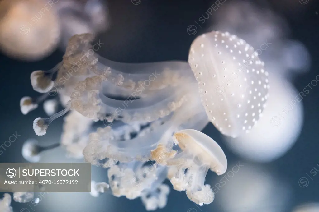 White spotted jellyfish (Phyllorhiza punctata) in aquarium.