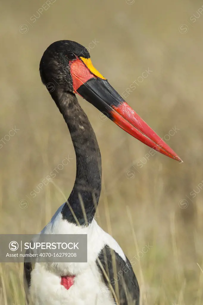 Saddle-billed stork (Ephippiorhynchus senegalensis), Moremi Game Reserve, Botswana.