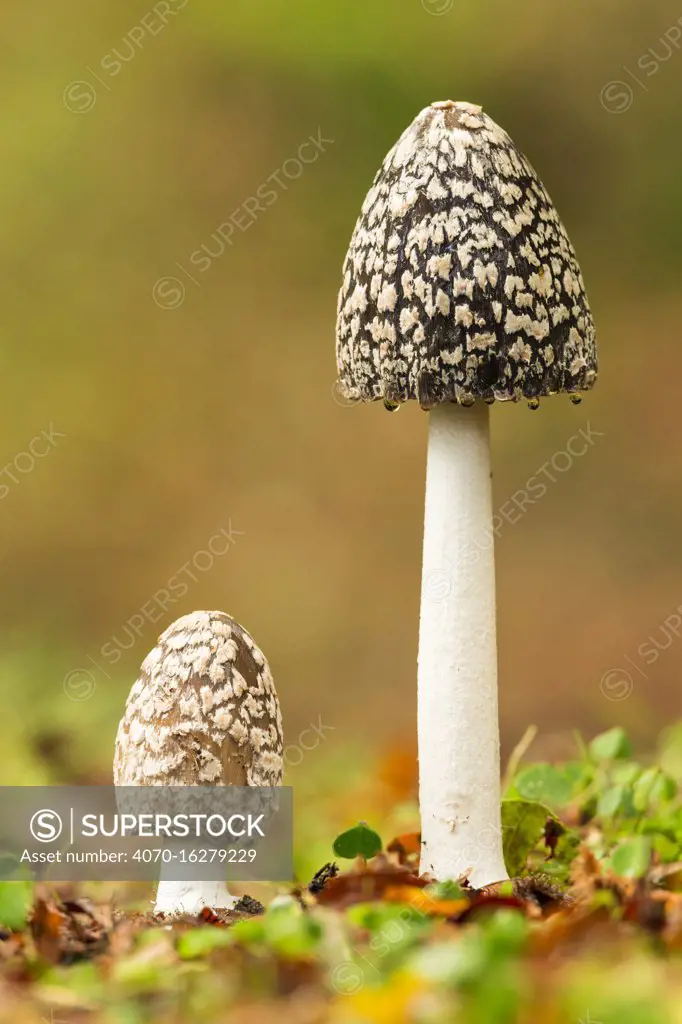 Magpie fungus (Coprinus picaceus), New Forest National Park, Hampshire, England, UK. October.