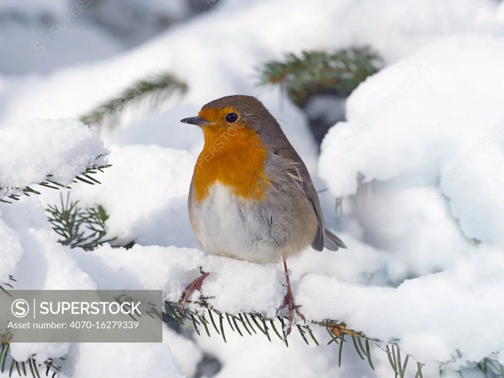 Robin (Erithacus rubecula) in snow, Norfolk, England, UK, February. 