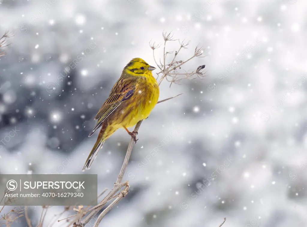 Yellowhammer (Emberiza citrinella) in winter snow.  Norfolk, England, UK. February. Falling snow digitally added.