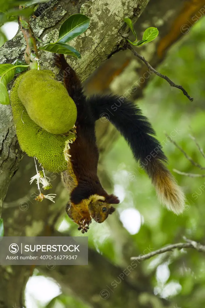 Indian giant squirrel (Ratufa indica) feeding on Jackfruit, Kaziranga National Park, Assam, India. 