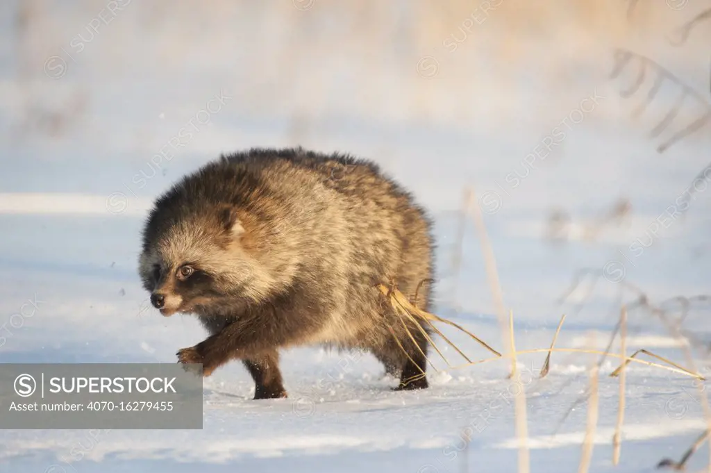 Raccoon dog (Nycterentes procyonoides) walking across snow,  Vladivostok, Primorsky Krai, Far East Russia. November.