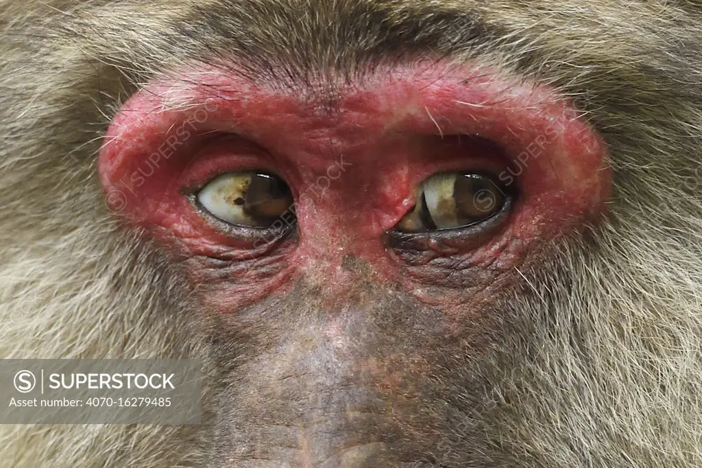 Tibetan macaque (Macaca thibetana) close up of eyes of female, Tangjiahe National Nature Reserve,  Qingchuan County, Sichuan province, China