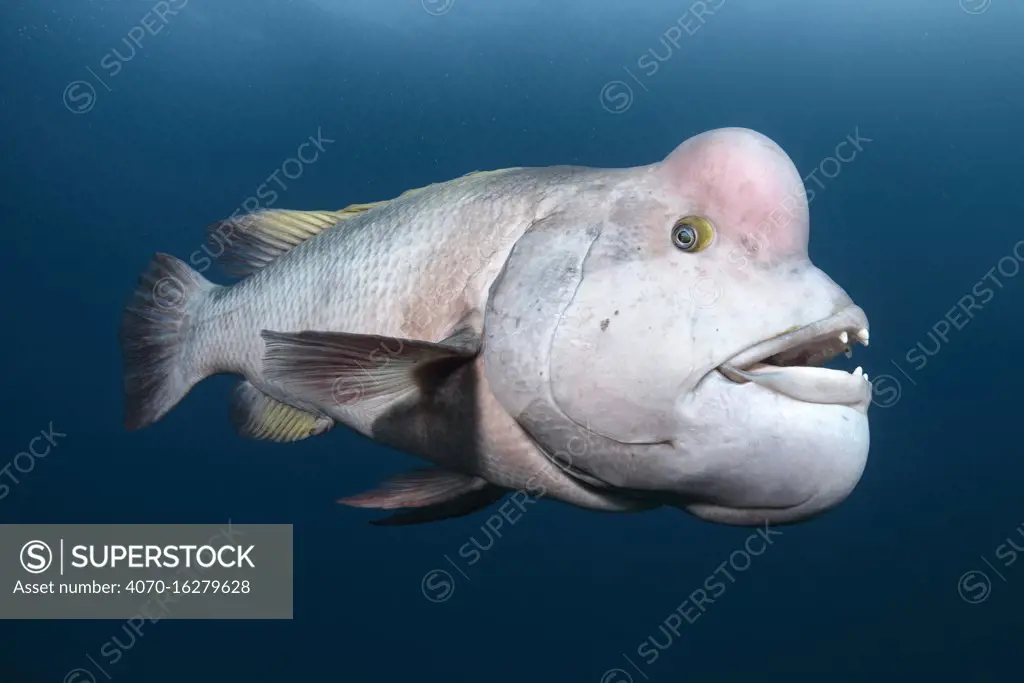 Asian sheepshead wrasse (Semicossyphus reticulatus), male in white breeding colouration. Niigata Prefecture, Honshu, Japan. June.