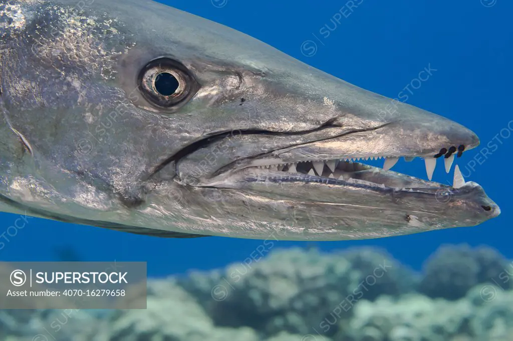 BARRACUDA (SPHYRAENA BARRACUDA)