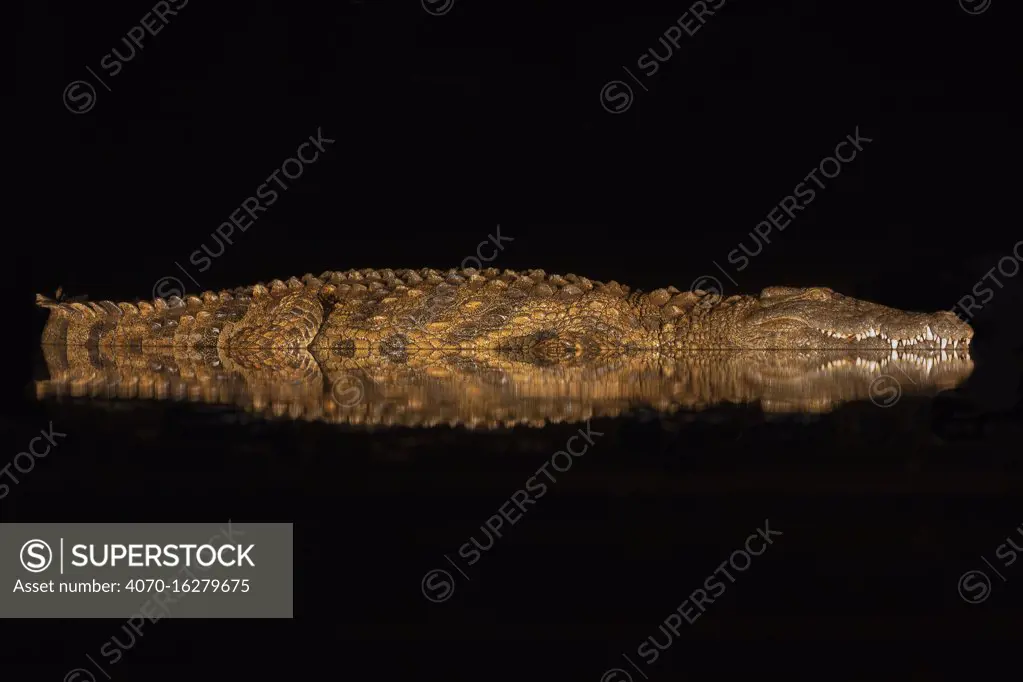 Nile crocodile (Crocodylus niloticus) at night, Zimanga private game reserve, KwaZulu-Natal, South Africa.