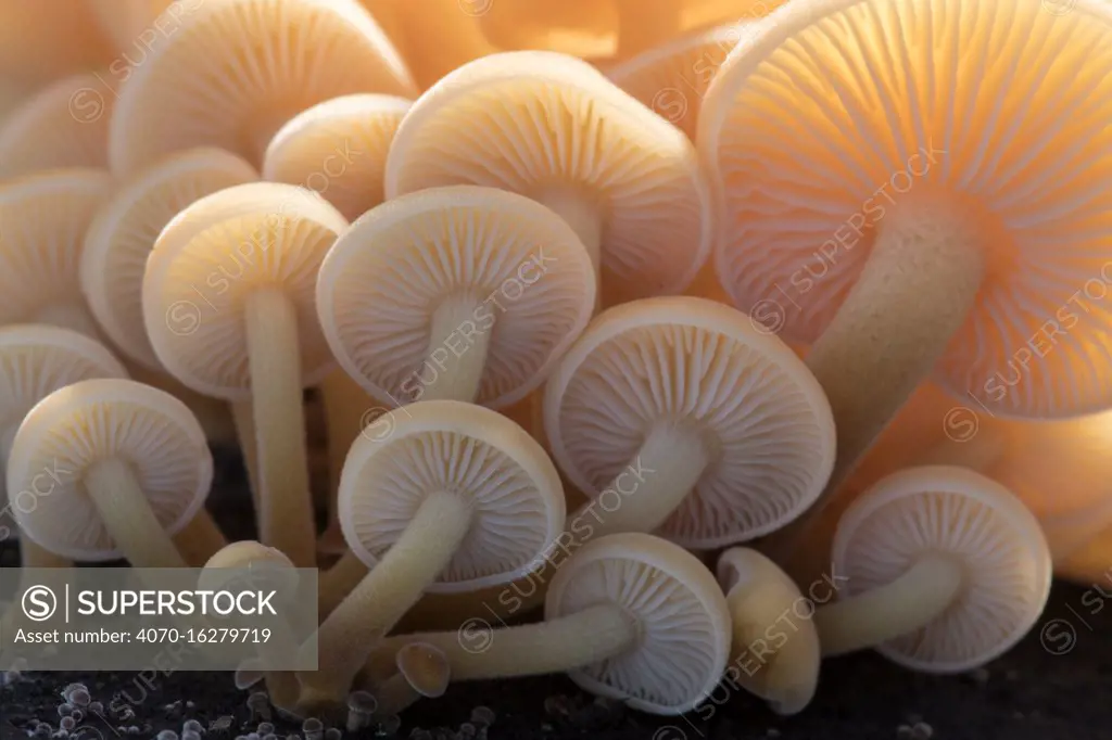 Close-up of the gills of a group of small mushrooms (unidentified) north Cornwall, UK. November. Highly commended in the Wild Woods Category of the BWPA (British Wildlife Photographer of the Year Awards) Competition 2018