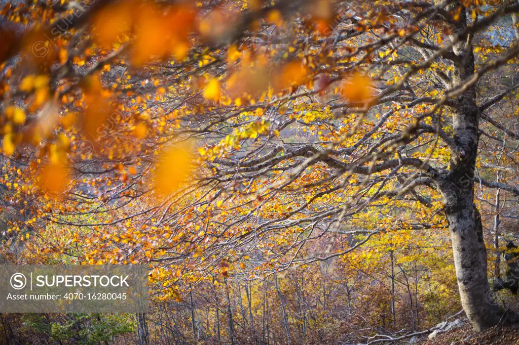 Autumn colors in old-growth Beech (Fagus sylvatica) forest. Abruzzo, Lazio and Molise National Park / Parco Nazionale d'Abruzzo, Lazio e Molise UNESCO World Heritage Site Italy. October 2013