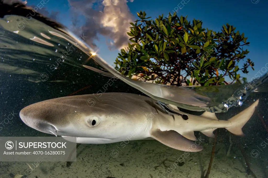 Lemon shark pup (Negaprion brevirostris) in mangrove forest which acts as a nursery for juveniles of this species.  Eleuthera, Bahamas.