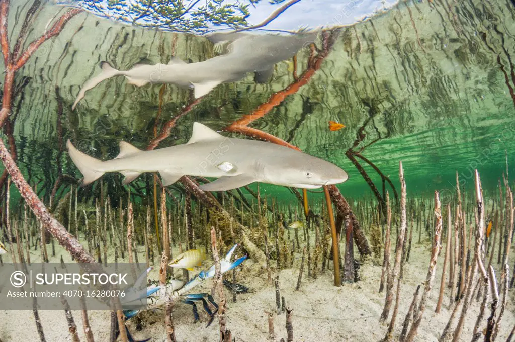 Lemon shark pup (Negaprion brevirostris) in mangrove forest which acts as a nursery for juveniles of this species.  Eleuthera, Bahamas.