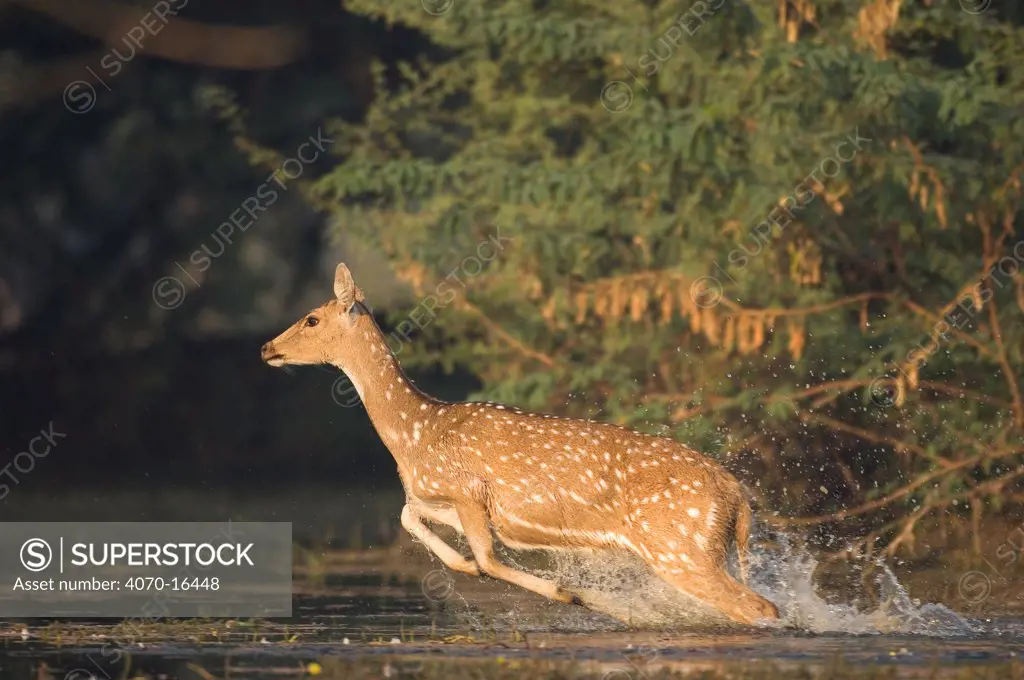 Chital / Spotted Deer (Axis / Cervus axis) female leaping through water, Keoladeo Ghana NP, Bharatpur, Rajasthan, India