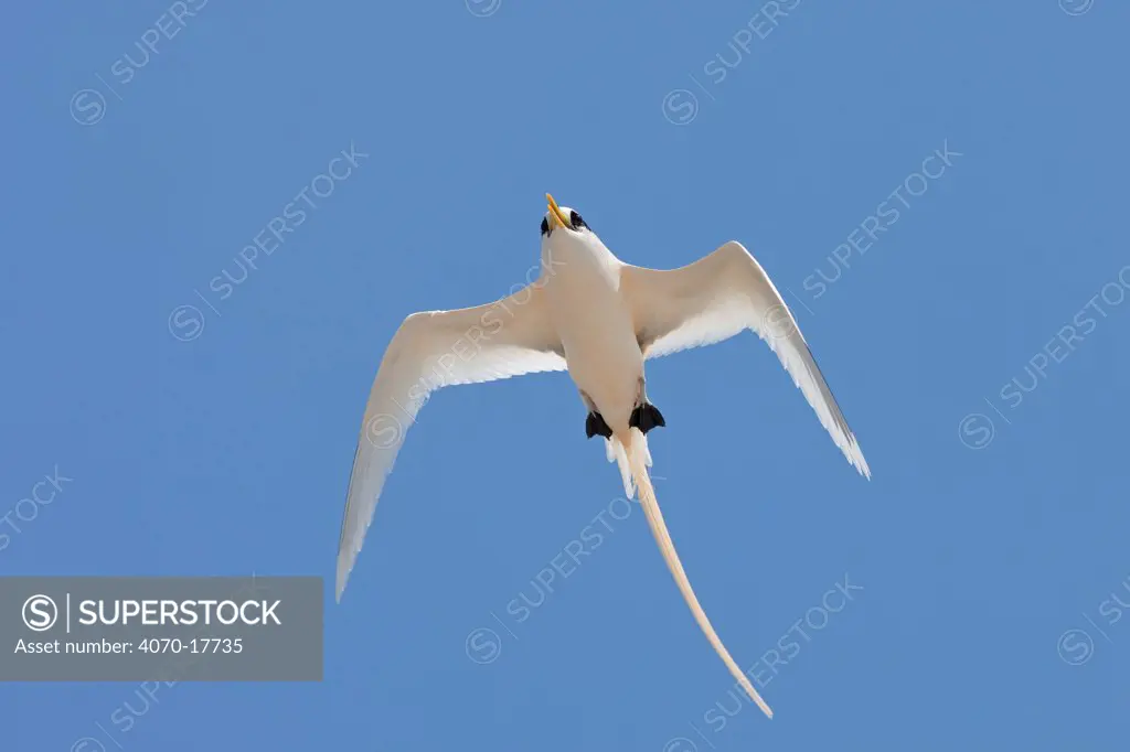 Golden Bosun / Tropicbird (Phaethon lepturus fulvus) in flight, endemic to Christmas Island, Indian Ocean, Australian Territory, November