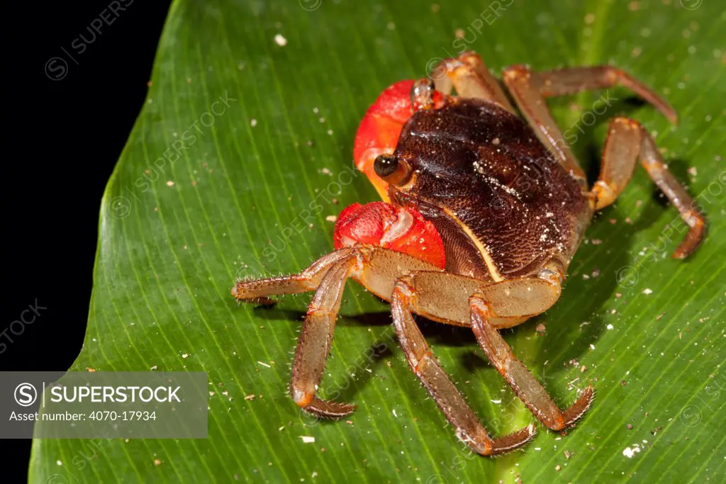 Forest Crab on plant leaf at night in rainforest, Masoala Peninsula National Park, north east Madagascar.