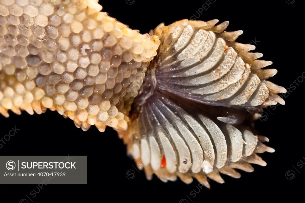 Close-up of the underside of foot of Leaf-tailed gecko Uroplatus sikorae} as it walks on vertical glass. The finely divided setae on the toe pads stick the gecko to the smooth surface through van der Waals interactions. Masoala Peninsula National Park, north east Madagascar.