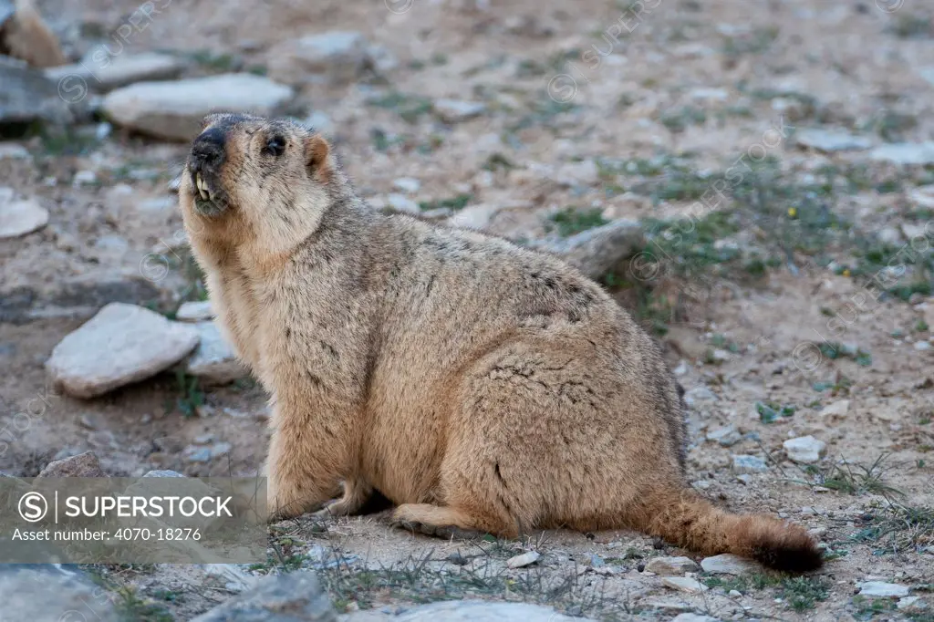 Himalayan Marmot (Marmota himalayana) Ladakh, India