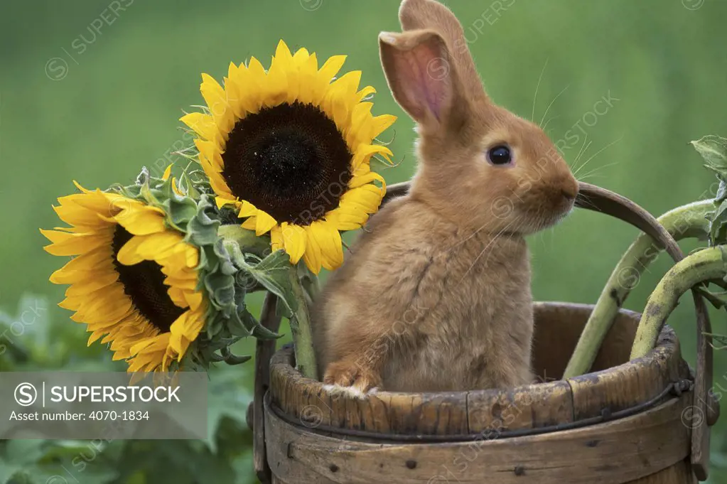 New Zealand rabbit in basket with Sunflowers Illinois USA 