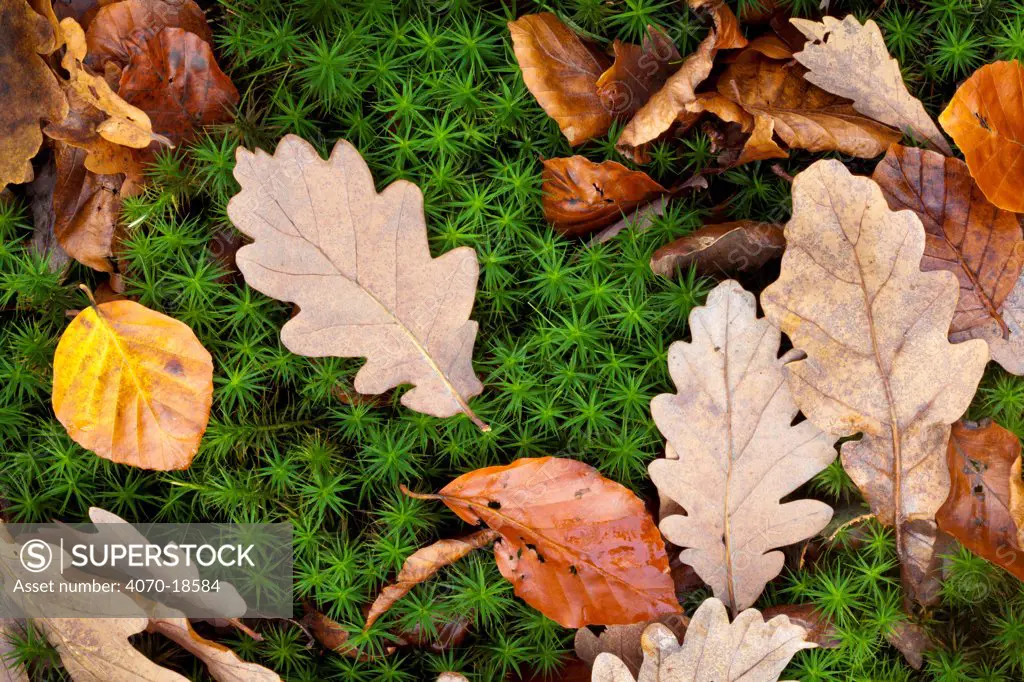 Dead leaves lying on Polytrichum Moss (Polytrichum commune) on forest floor. Peak District National Park, Derbyshire, UK, November.