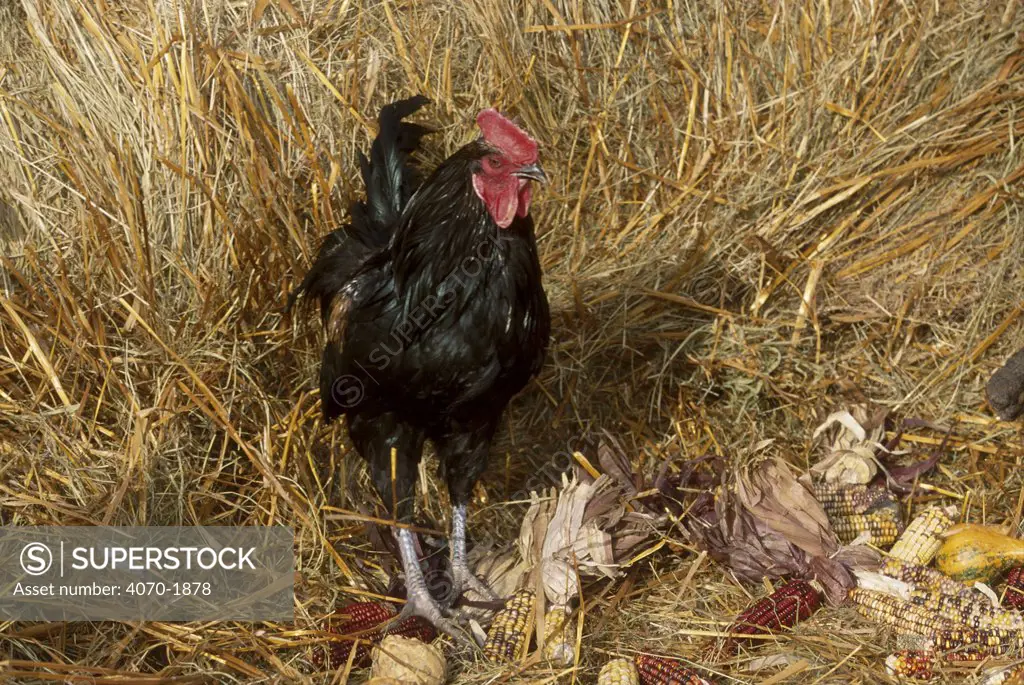 Domestic chicken cock Long crower breed Gallus g domesticus} USA