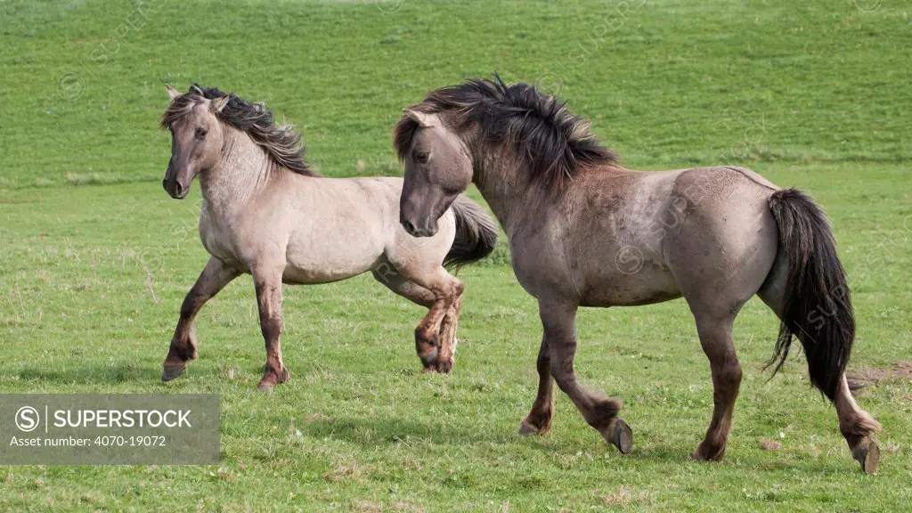 Konik horses (Equus caballus) - Two wild Konik breeding stallions challenging one another, Millingerwaard nature reserve, Netherlands, April