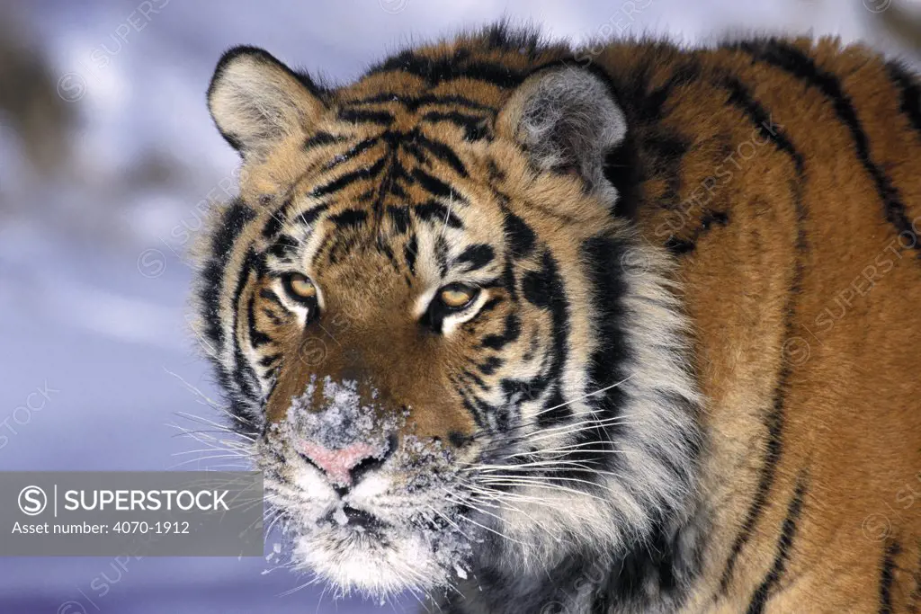 Face portrait of Siberian tiger Panthera tigris altaica}