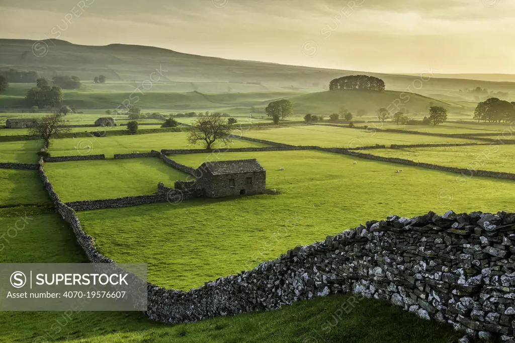 Barn amongst network of meadows and drystone walls, on summer morning. Wensleydale, Yorkshire Dales National Park, North Yorkshire, England, UK. May.