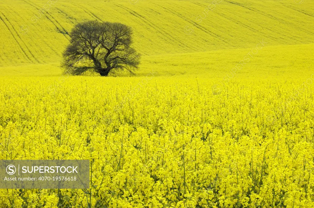 Sweet chestnut (Castanea sativa) in Oil seed rape field. Salisbury Plain, Wiltshire, England, UK. May