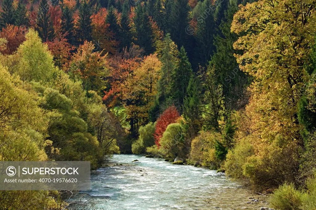 Autumn trees including Beech (Fagus sylvatica) and Larch (Larix decidua) alongside Sava River. Slovenia. October