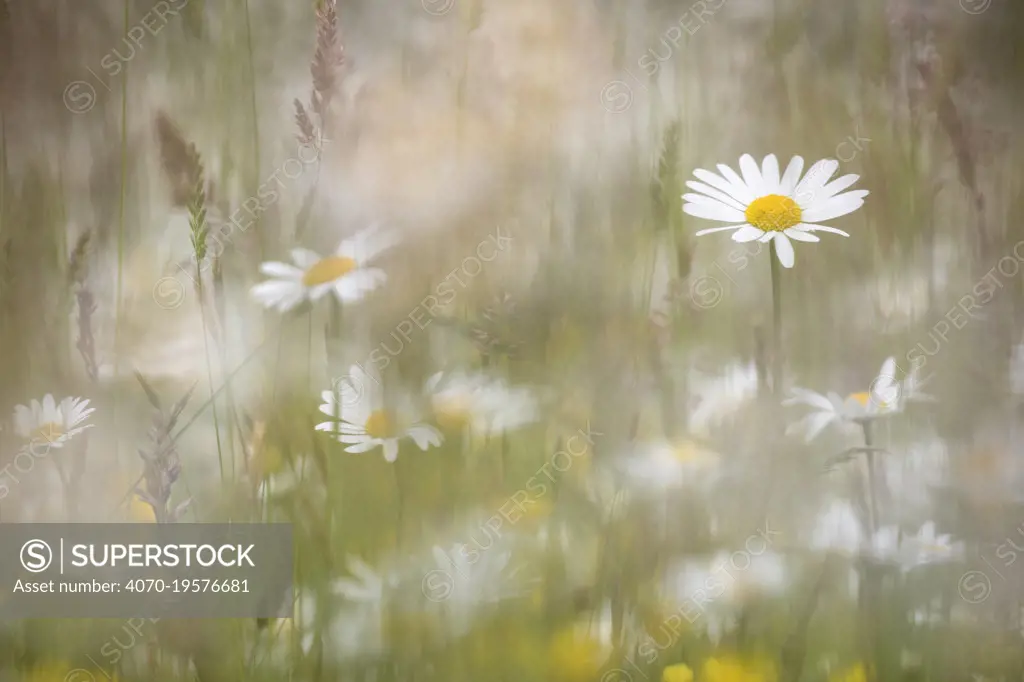 Oxeye daisies (Leucanthemum vulgare) in upland hay meadow, Northumberland National Park, UK, June.