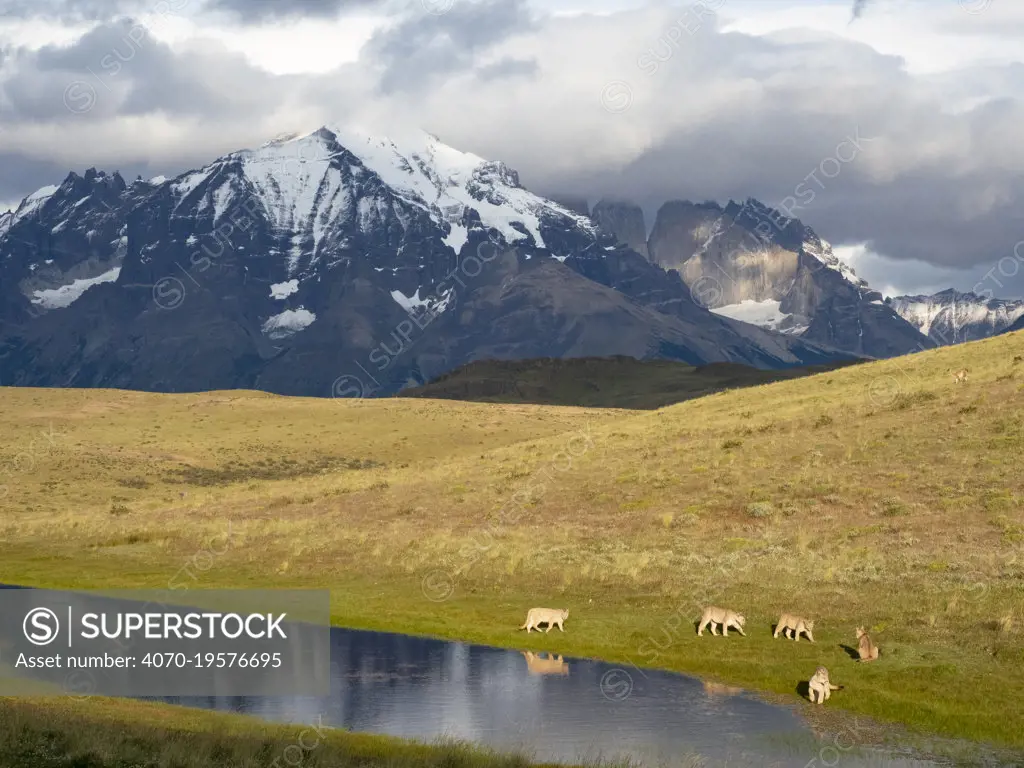 Puma (Puma concolor) family, mother with four cubs, drinking at pond with mountains of Torres del Paine National Park in background. Guanaco (prey species) can be seen in far distance on right hand side. Southern Chile, southern Andes, South America.