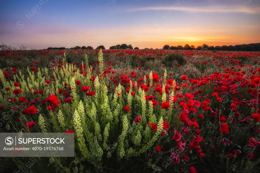 Poppies (Papaver rhoeas) and Wild mignonette(Reseda lutea) in bloom on arable land near Wimborne, Dorset, England, UK, May.