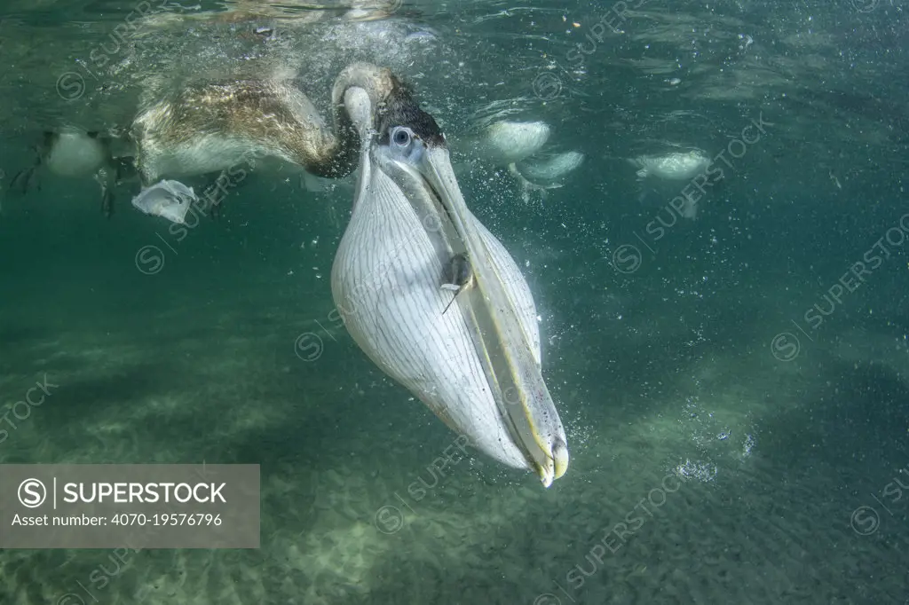 Brown pelican (Pelecanus occidentalis) feeding underwater, Eastern Pacific Ocean, Bahia Magdalena, Baja California, Mexico.