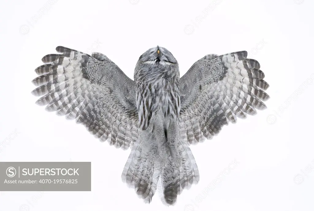 Great Grey Owl (Strix nebulosa) flying directly overhead, Kuhmo Finland February.