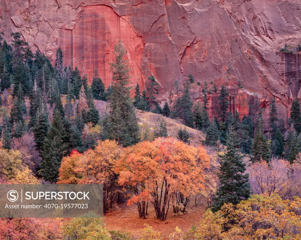 Bigtooth maple (Acer grandidentatum) trees in autumn amongst Douglas fir (Pseudotsuga menziesii), against canyon wall. Kolob, Zion National Park, Utah, USA. October 1995.